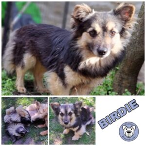 BIRDIE in 99636 Ostramondra *vermittelt*