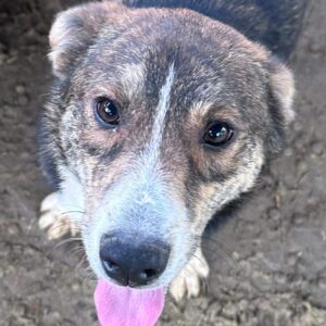 BONO (♂) - vermisst 11/24