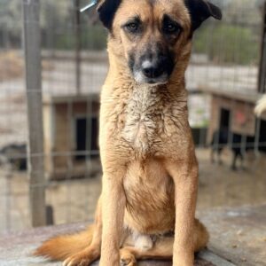 VASCO - vermisst 11/24