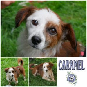 CARAMEL in 21493 Mühlenrade - vermittelt