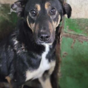 LEON (♂) - ausgereist zum TH Iserlohn (AL)