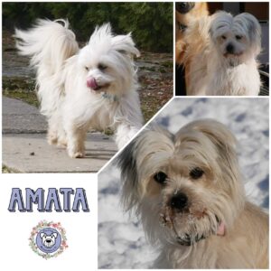 AMATA in 21493 Möhnsen *vermittelt*