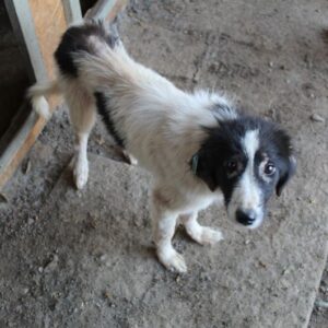 CELIA - Notfall: viel zu dünn, Hautprobleme - ausgereist zu TINO (clinic Garofita)