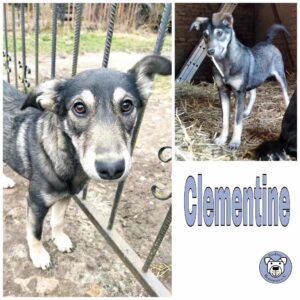 Clementine in 17209 Eldetal - vermittelt