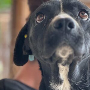 COEUR - ausgereist zu Mit Tieren Leben e.V.