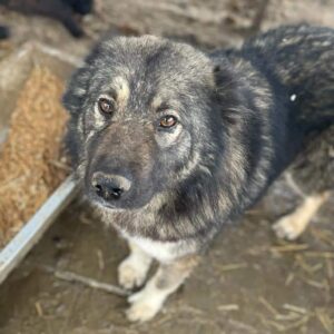 COSIMO (♂) - vermisst 11/24