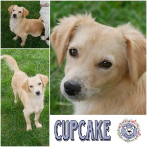 CUPCAKE in 21493 Möhnsen - vermittelt