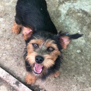 TALUA - reserviert TH Filderstadt vermittelt