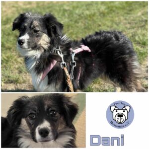 DANI in 76477 Elchesheim-Illingen *vermittelt*