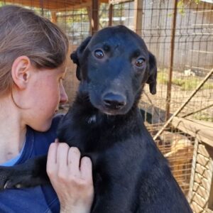 DEAN - auf PDR PS im PLZ Bezirk 54 - vermittelt