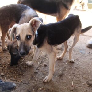 DUSTY - auf PDR PS im PLZ Bezirk 34 - vermittelt
