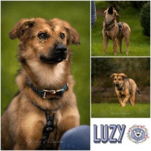 Luzy in 95466 Weidenberg - vermittelt