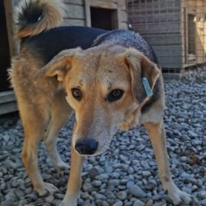 ELODIE (♀) - NOTFALL - wird in jedem Kennel angegangen - ausgereist zur Tierhilfe Lebenswert DR 11.04.25