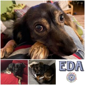 EDA in 97076 Würzburg (ehem. Geza) - vermittelt