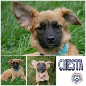 Chesta in 21493 Möhnsen - vermittelt