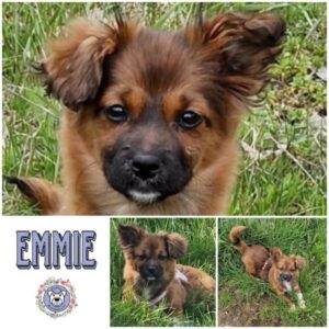 Emmie in 97440 Werneck - vermittelt