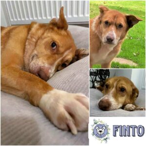 FINTO – Gnadenplatzhund seit dem 30.08.2022