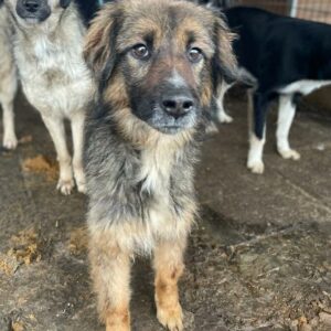 FRANKA - ausgereist zum TST Rösrath