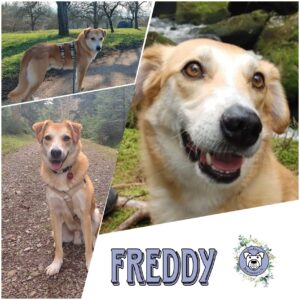 Freddy in 73655 Plüderhausen - vermittelt