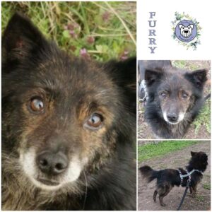 Furry in 18311 Ribnitz Damgarten - vermittelt