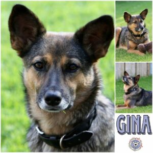 Gina in 45478 Mülheim an der Ruhr - vermittelt