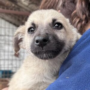 GARCIA - vermittelt MD