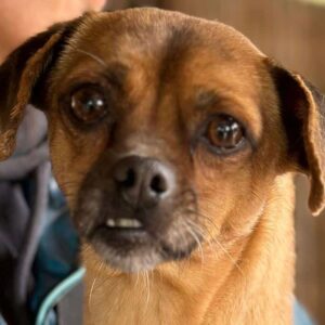 KIMMY - ausgereist zum Kinder- und Tierschutzhof Hahnenberg