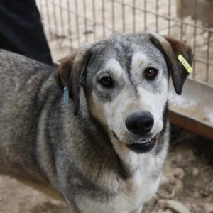 MONALY (♀) – vermisst 11/24