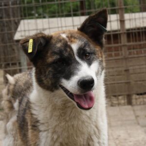 JOSSA - vermittelt Manuela