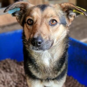 SCHMUSI - verzweifelt und gestresst - ausgereist zum TH Ahrweiler