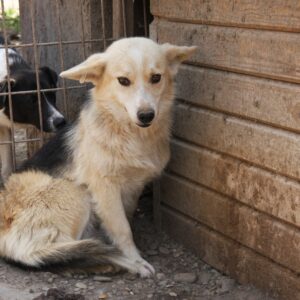 TALISKA - ausgereist zum TST Rösrath