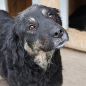 LEAH - ausgereist zur Tierhilfe Lebenswert