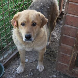 MALIYA (♀) - RBB 07/24