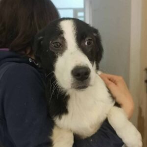 DALLI - sollte zeitnah ausreisen - ausgereist zur Tierhilfe Lebenswert - vermittelt