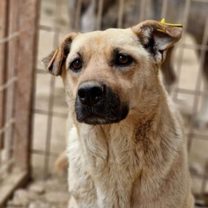 FIENE - vermisst 04/24