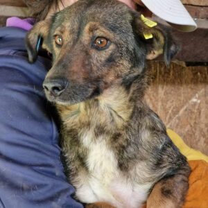 LEILANI - müde und traurig - vermittelt Alexandra