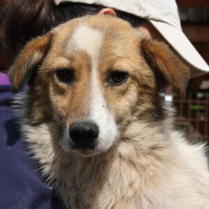 SHELLY - ausgereist zum TST Rösrath