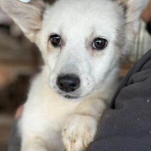 FLOCKE - vermittelt JW