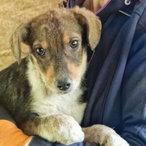 ALIMA - stark durchtrittig - ausgereist zu Mit Tieren Leben e.V.