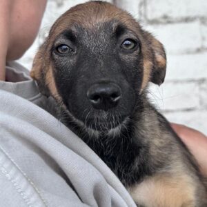 KEA - ausgereist zur Tierhilfe Lebenswert