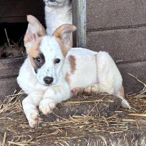 PUNITA - auf PDR PS im PLZ Bezirk 47 - vermittelt