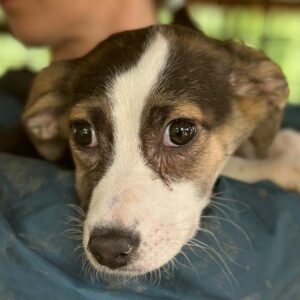 ENNI - auf PDR PS im PLZ Bezirk 53 - vermittelt