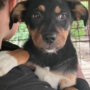 MARTA - ausgereist zum TH Gifhorn