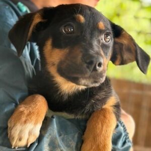 MERLE - vermittelt NadineH