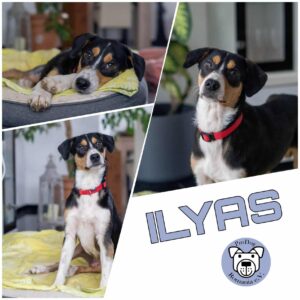 Ilyas in 75378 Bad Liebenzell - vermittelt