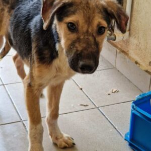 ILKO - Hautprobleme, viel zu dünn, etwas durchtrittig - ausgereist zur Tierhilfe Lebenswert