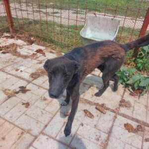 BRAN - auf Pflegestelle in PLZ 18 *vermittelt*