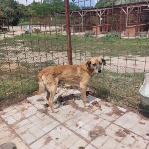 MR. HOPE - vermisst 04/24