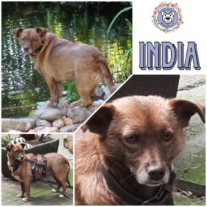 INDIA in 53557 Bad Hönningen - vermittelt