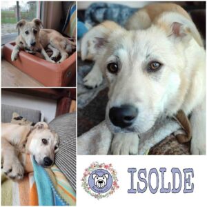 Isolde in 27299 Etelsen *vermittelt*